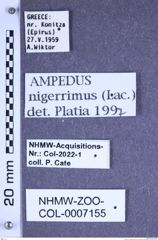 Etiketten zu Ampedus nigerrimus (Lacordaire, 1835) (NHMW-ZOO-COL-0007155)